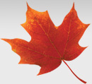 canada south festival newtork maple leaf